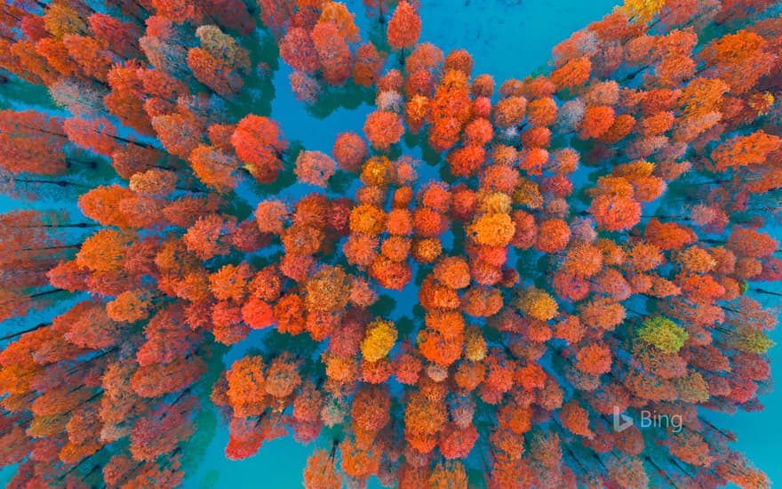 Dawn redwoods in a lake at Zimaling Park, Zhongshan, China