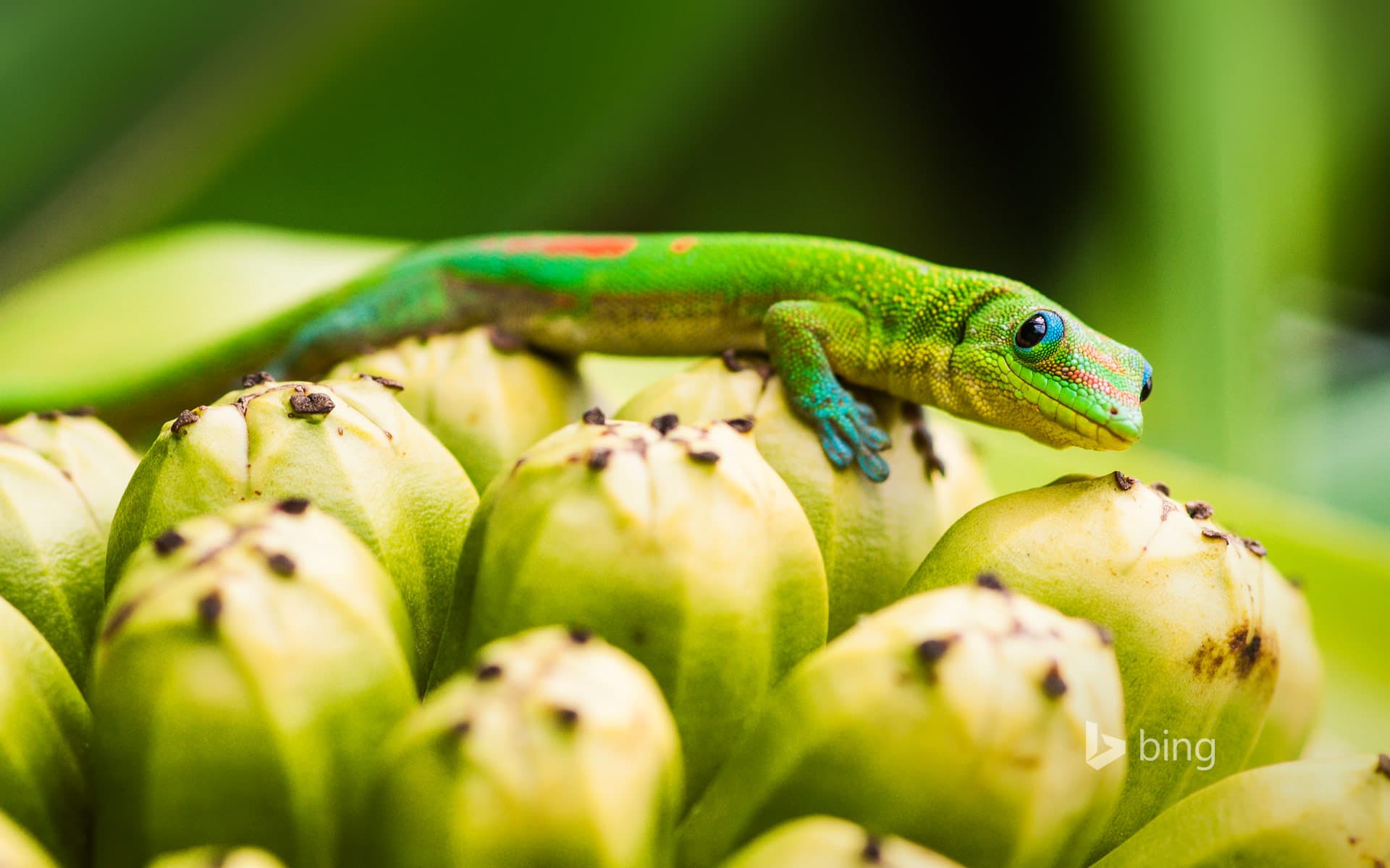 Bing Wallpaper: Day gecko on pandanus fruit, Captain Cook, Hawaii