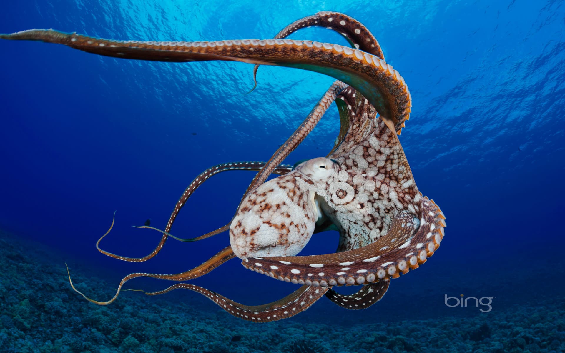 Bing Wallpaper: Day octopus (Octopus cyanea) in the water near Lanai, Hawaii