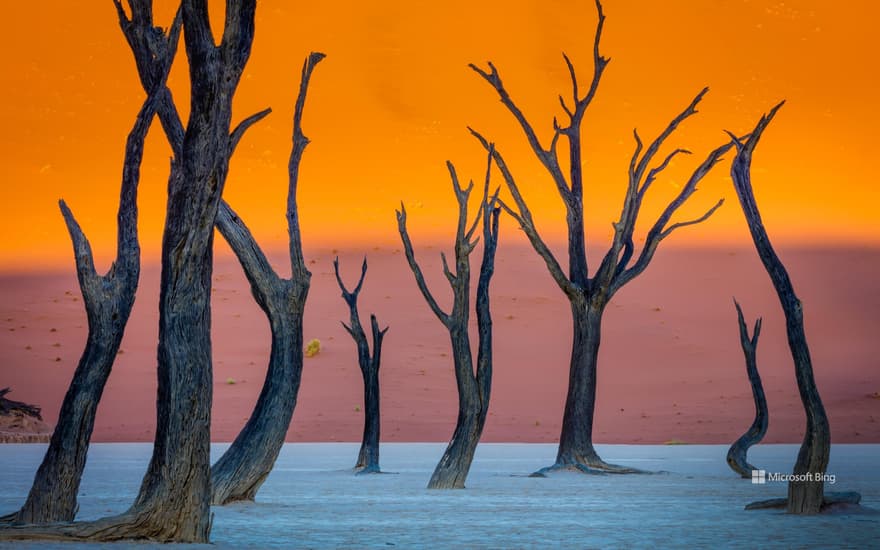 Camel thorn trees, Deadvlei, Namib-Naukluft Park, Namibia