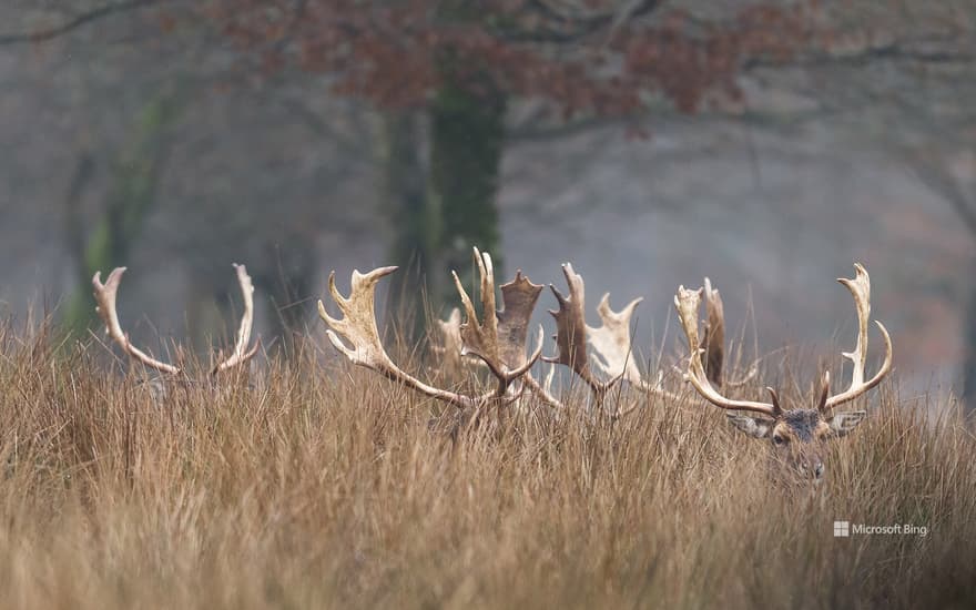 Bing Wallpaper: Deer hidden in the forest