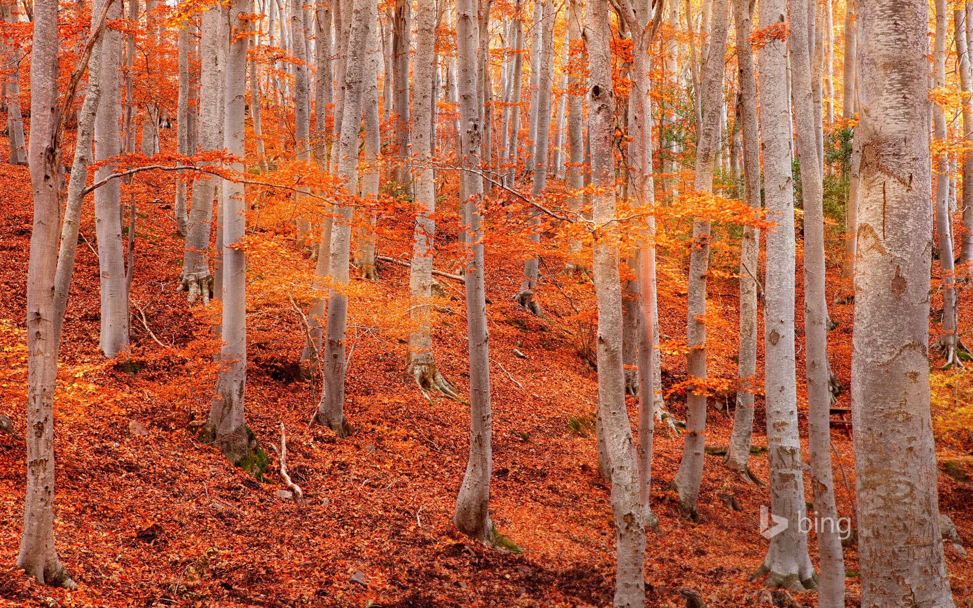Bing Wallpaper: Dehesa de Moncayo Natural Park near Zaragoza, Spain