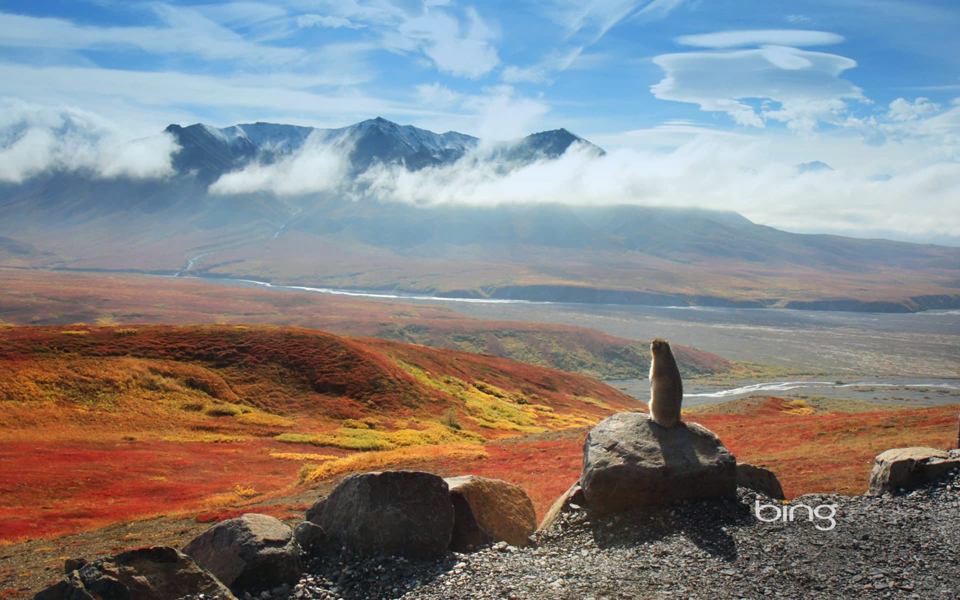 Bing Wallpaper: Arctic ground squirrel, Denali National Park and Preserve, Alaska