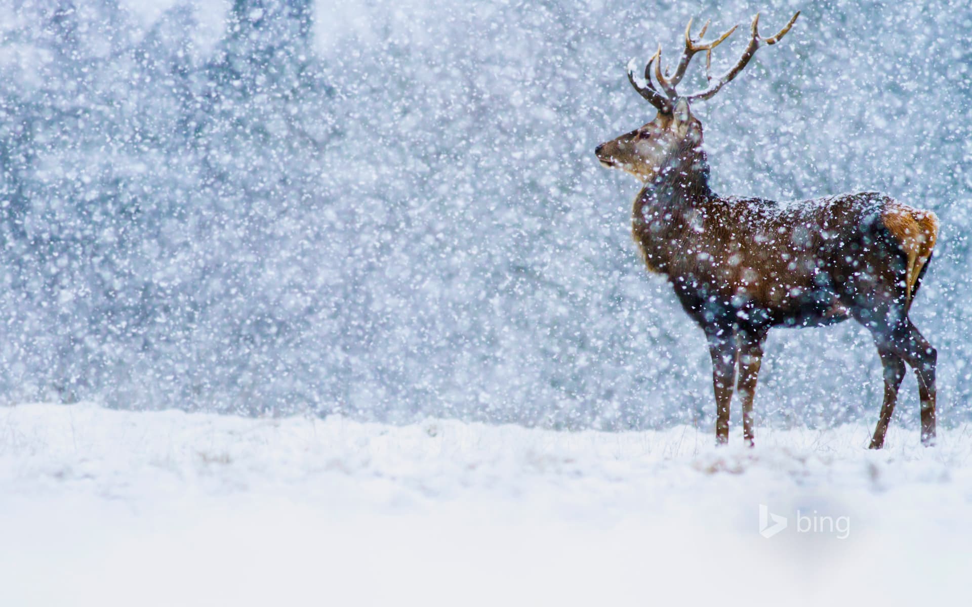 Bing Wallpaper: Red Deer (Cervus elaphus) stag in snowfall, Derbyshire, England, United Kingdom