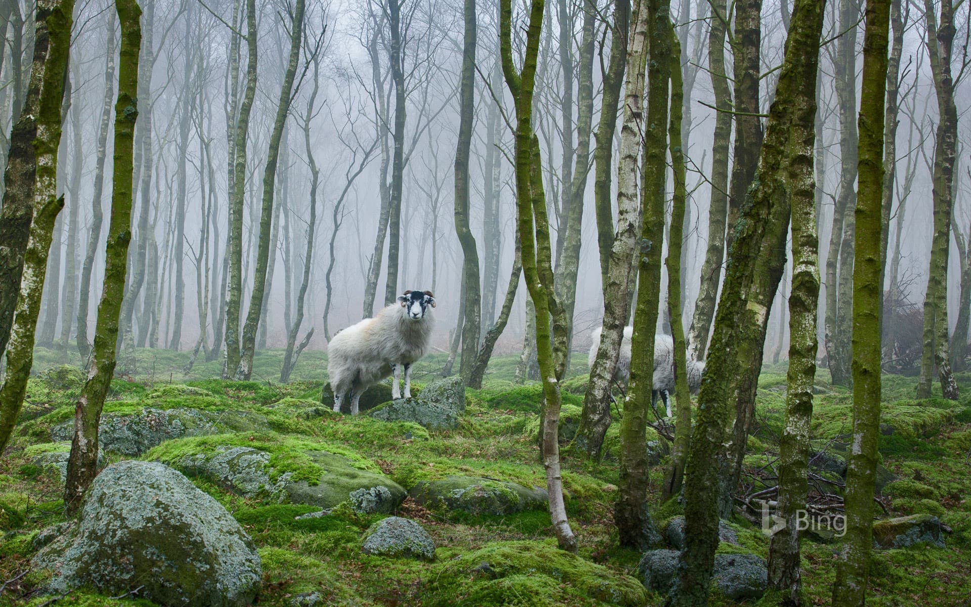 Bing Wallpaper: Sheep in the Peak District, Derbyshire