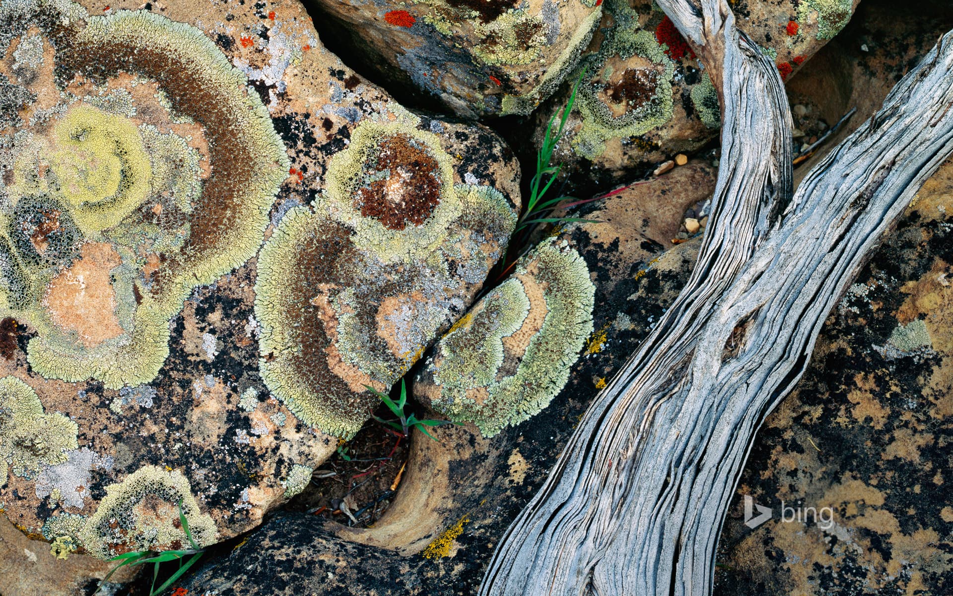 Bing Wallpaper: Lichen on rocks, Desolation Canyon, Utah