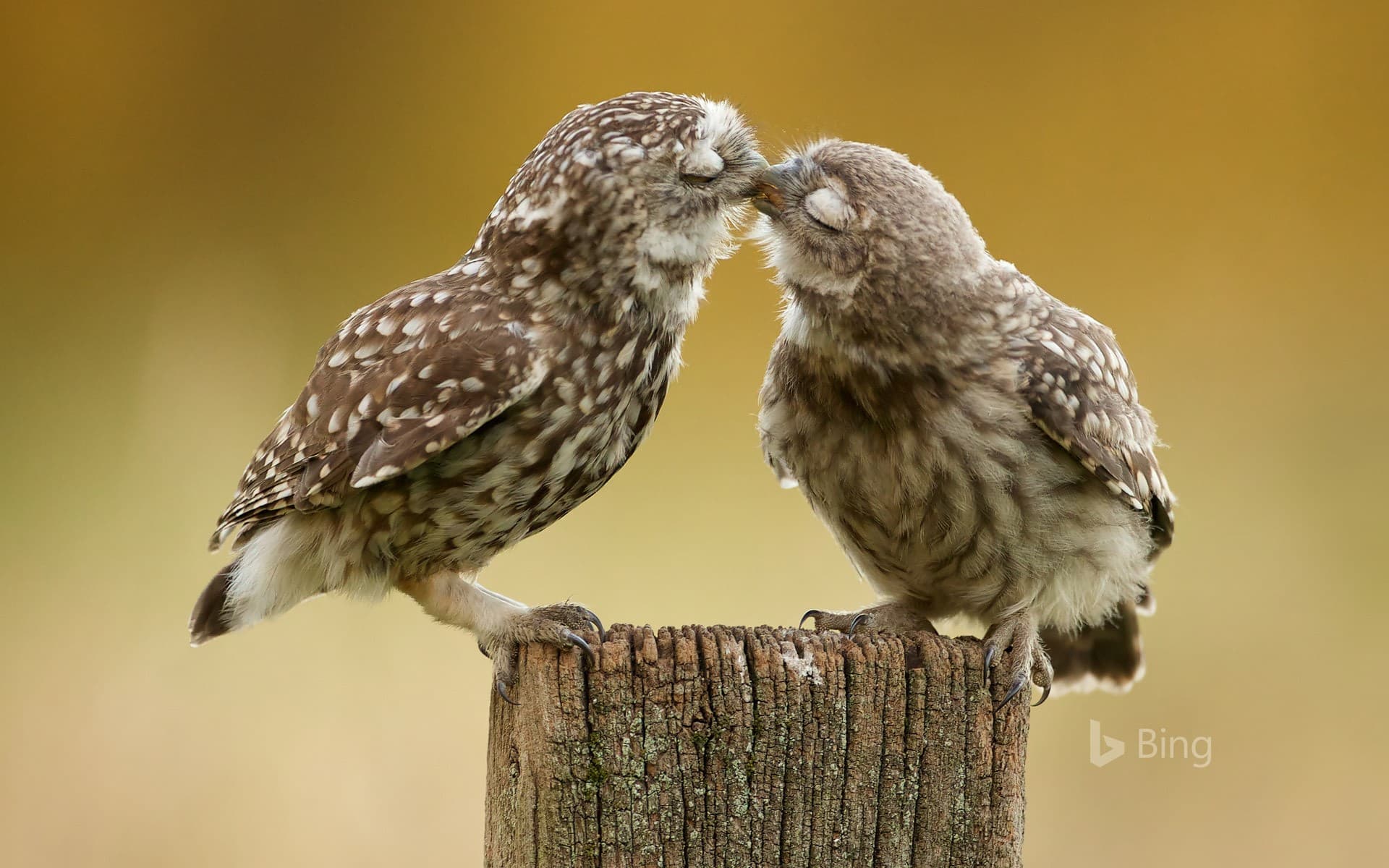Bing Wallpaper: Burrowing owl chicks
