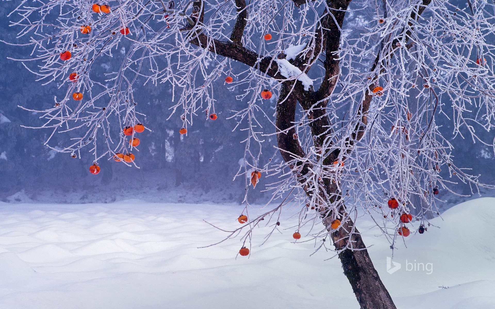 Bing Wallpaper: Japanese persimmon tree in winter, Fukushima Prefecture, Japan