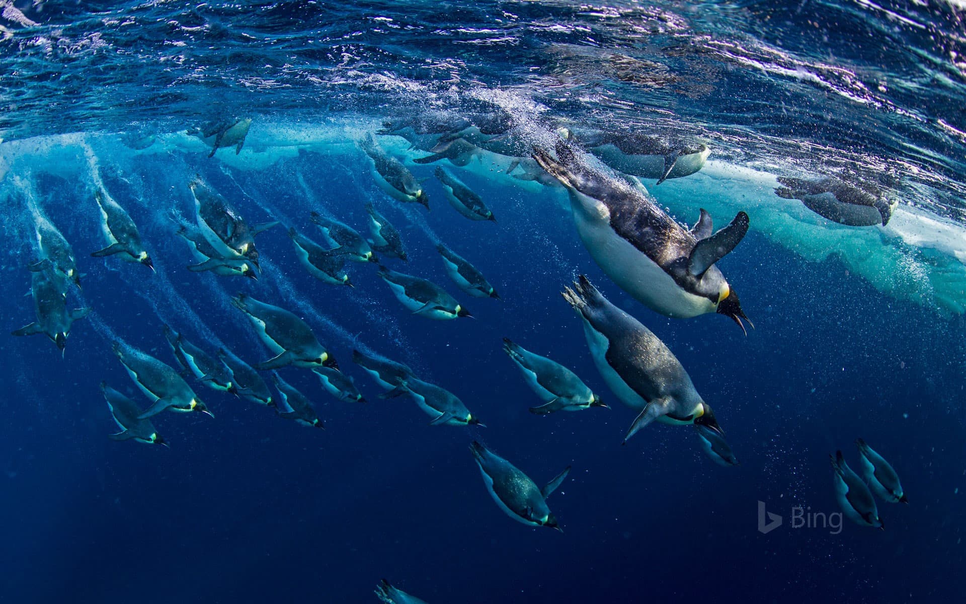 Bing Wallpaper: Emperor penguins in the Ross Sea, Antarctica