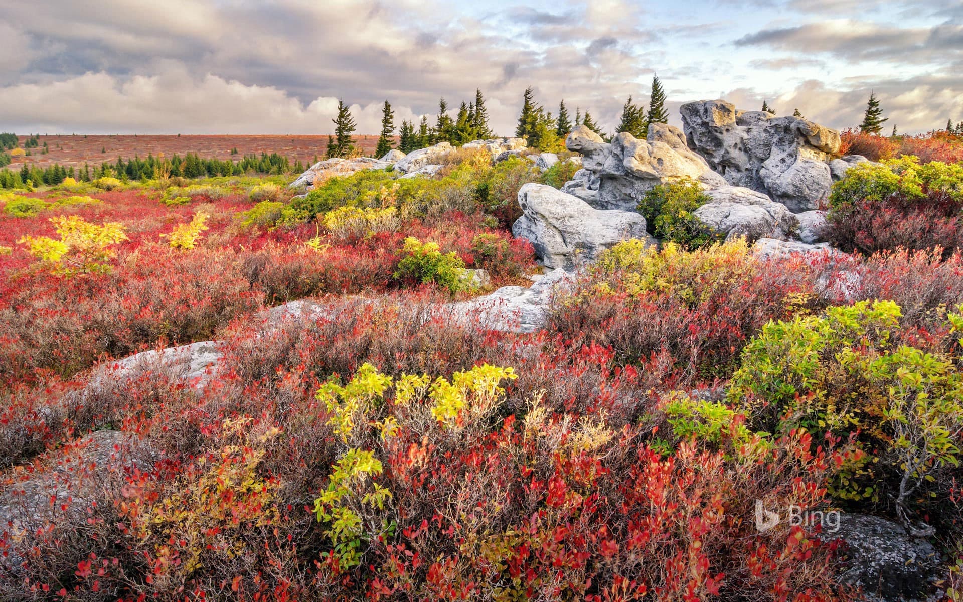 Bing Wallpaper: Bear Rocks Preserve in the Dolly Sods Wilderness, West Virginia, USA