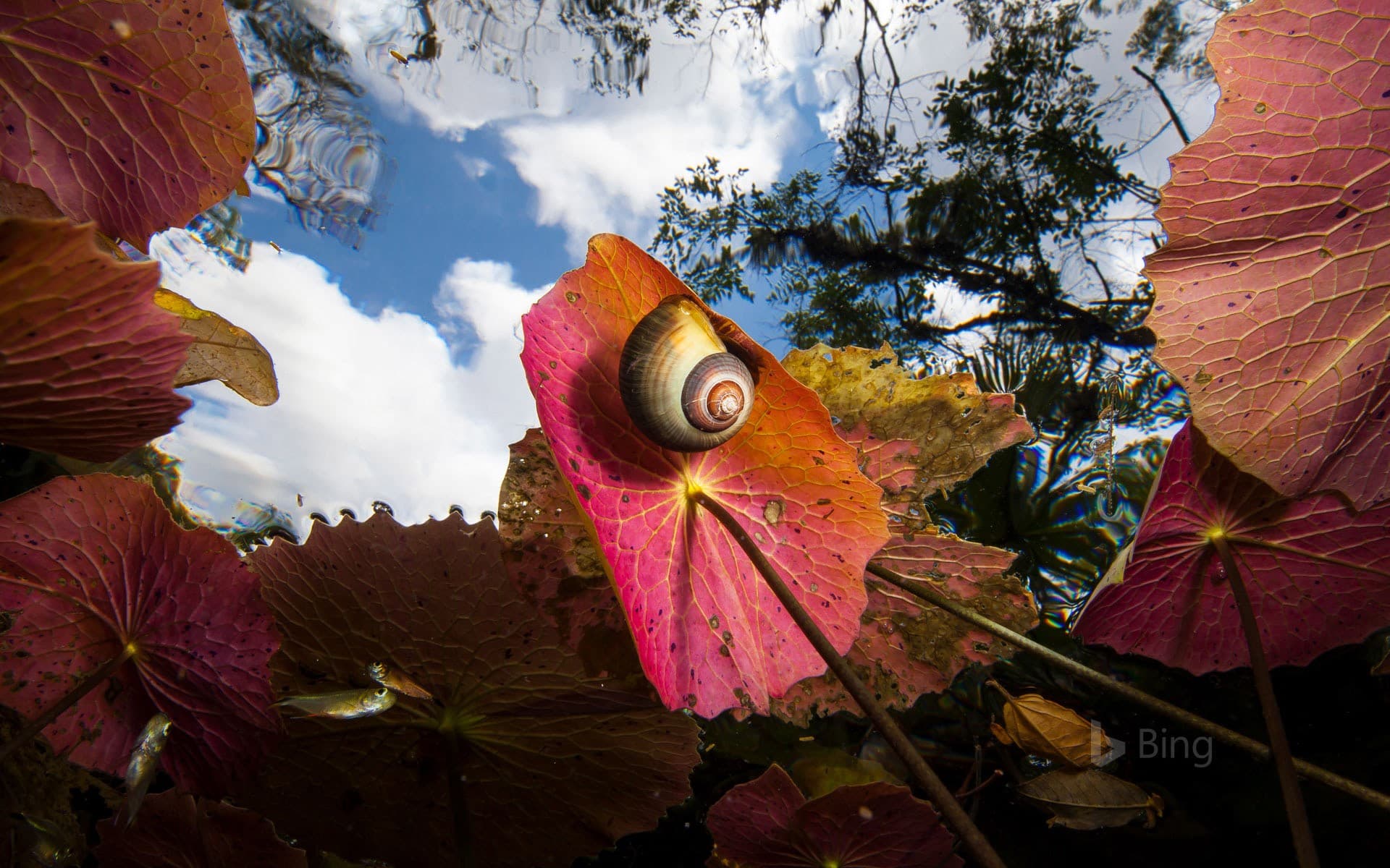 Bing Wallpaper: Looking up from under the water of a cenote in Dos Ojos, Mexico