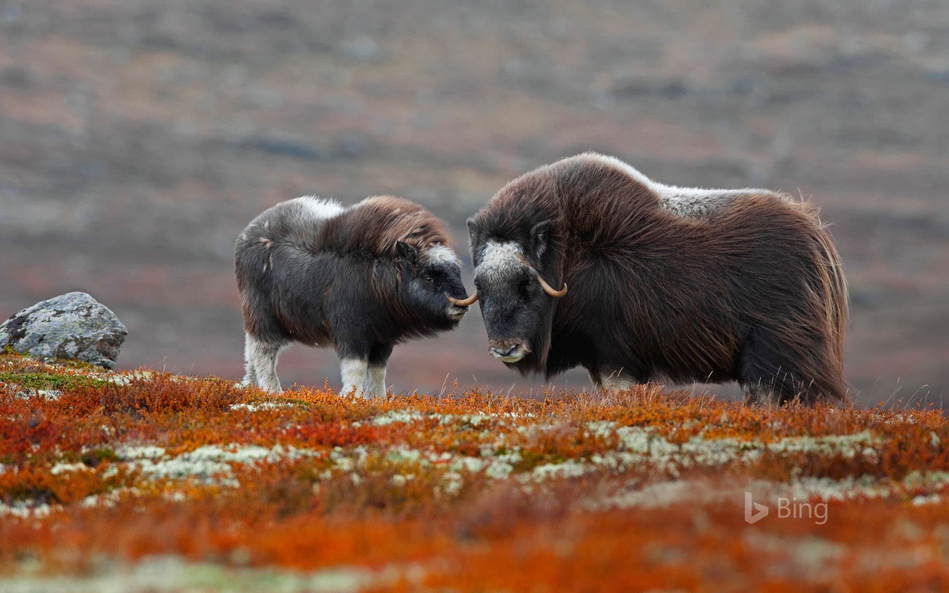Bing Wallpaper: A muskox and her calf in Dovrefjell-Sunndalsfjella National Park, Norway
