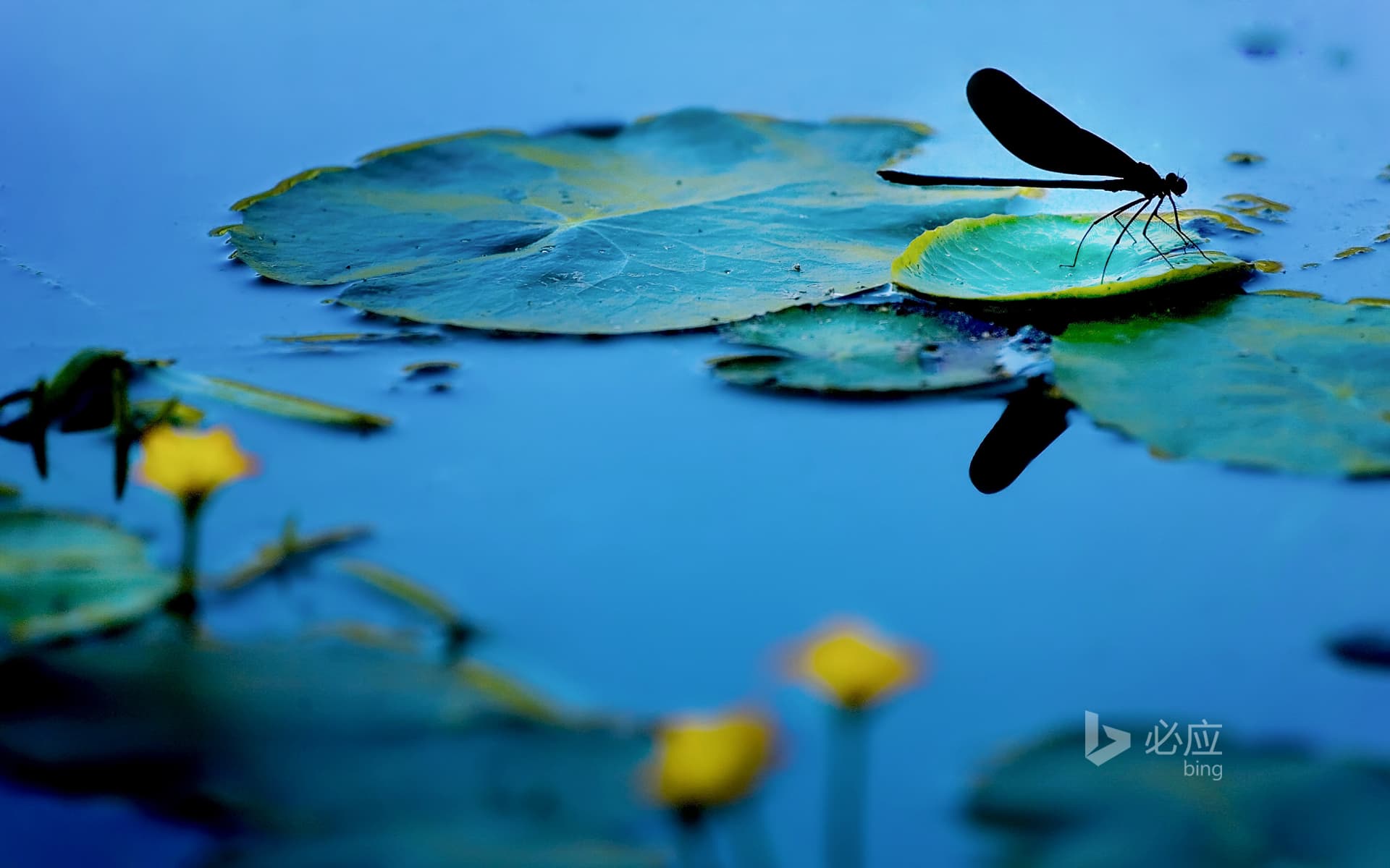 Bing Wallpaper: dragonfly