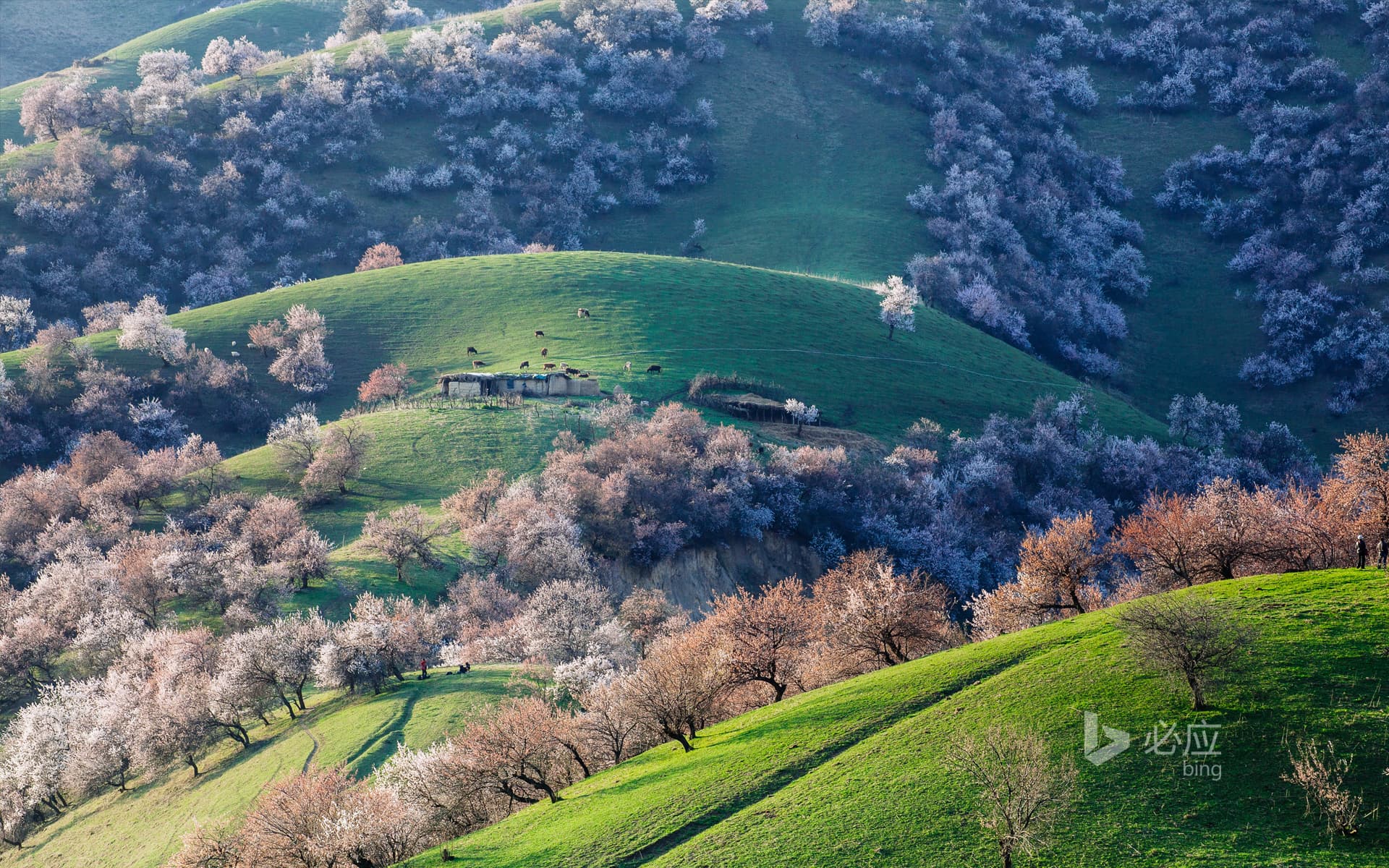 Bing Wallpaper: Spring Dreamland in Xinjiang Xinyuan County in April