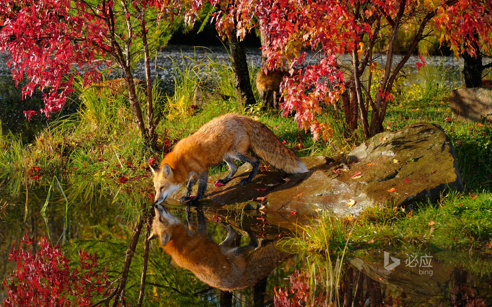 Bing Wallpaper: Red fox drinking water and reflection by river near maple tree in autumn morning