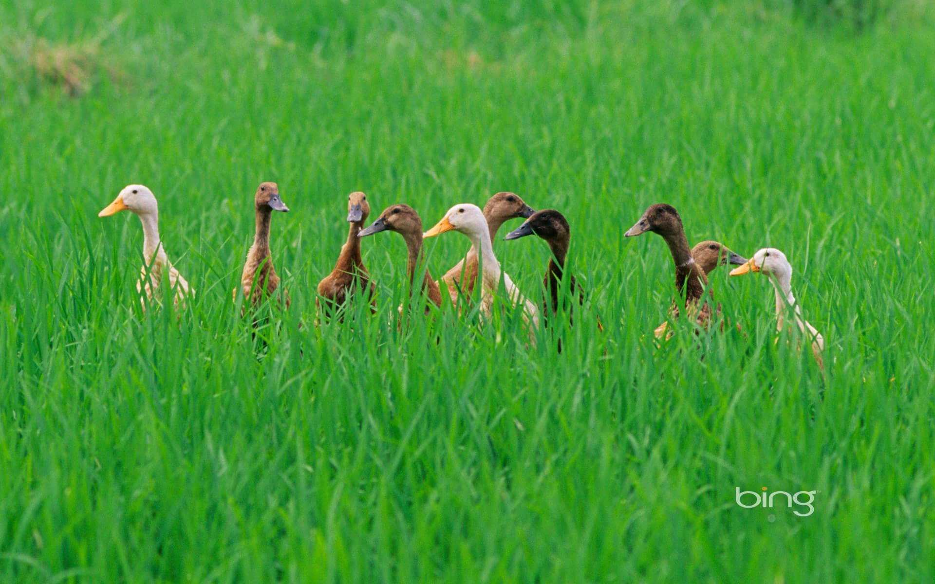 Bing Wallpaper: Ducks in a rice field near Ubud, Bali, Indonesia