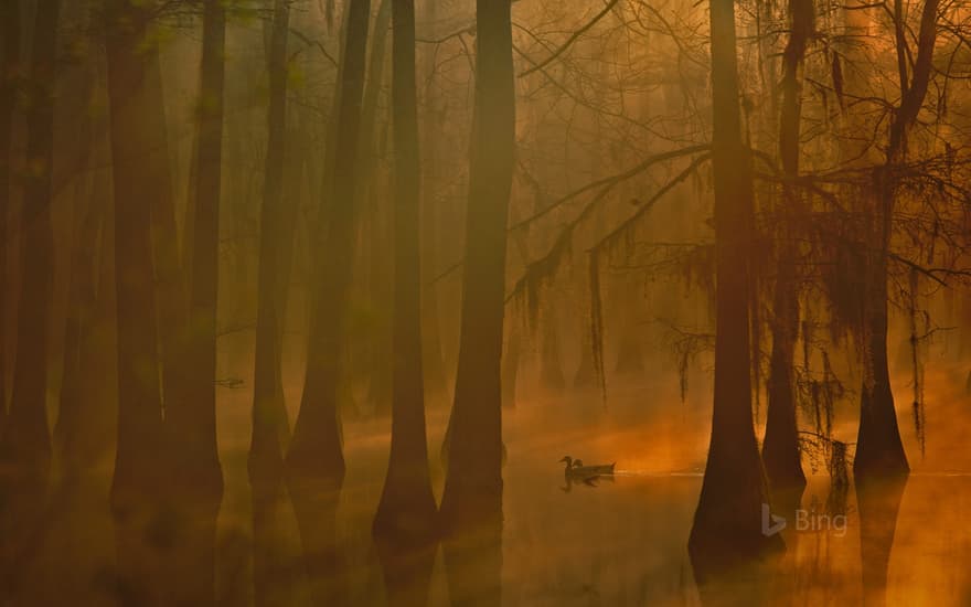 Mallards in a cypress swamp, Calcasieu River, Louisiana, USA