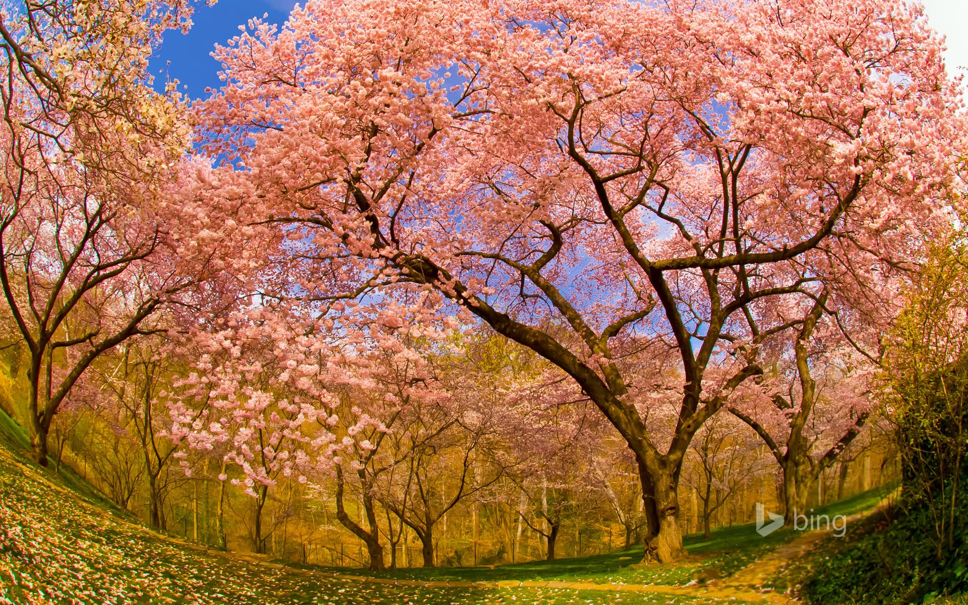 Bing Wallpaper: Cherry blossoms in Dumbarton Oaks Gardens, Washington, D.C.