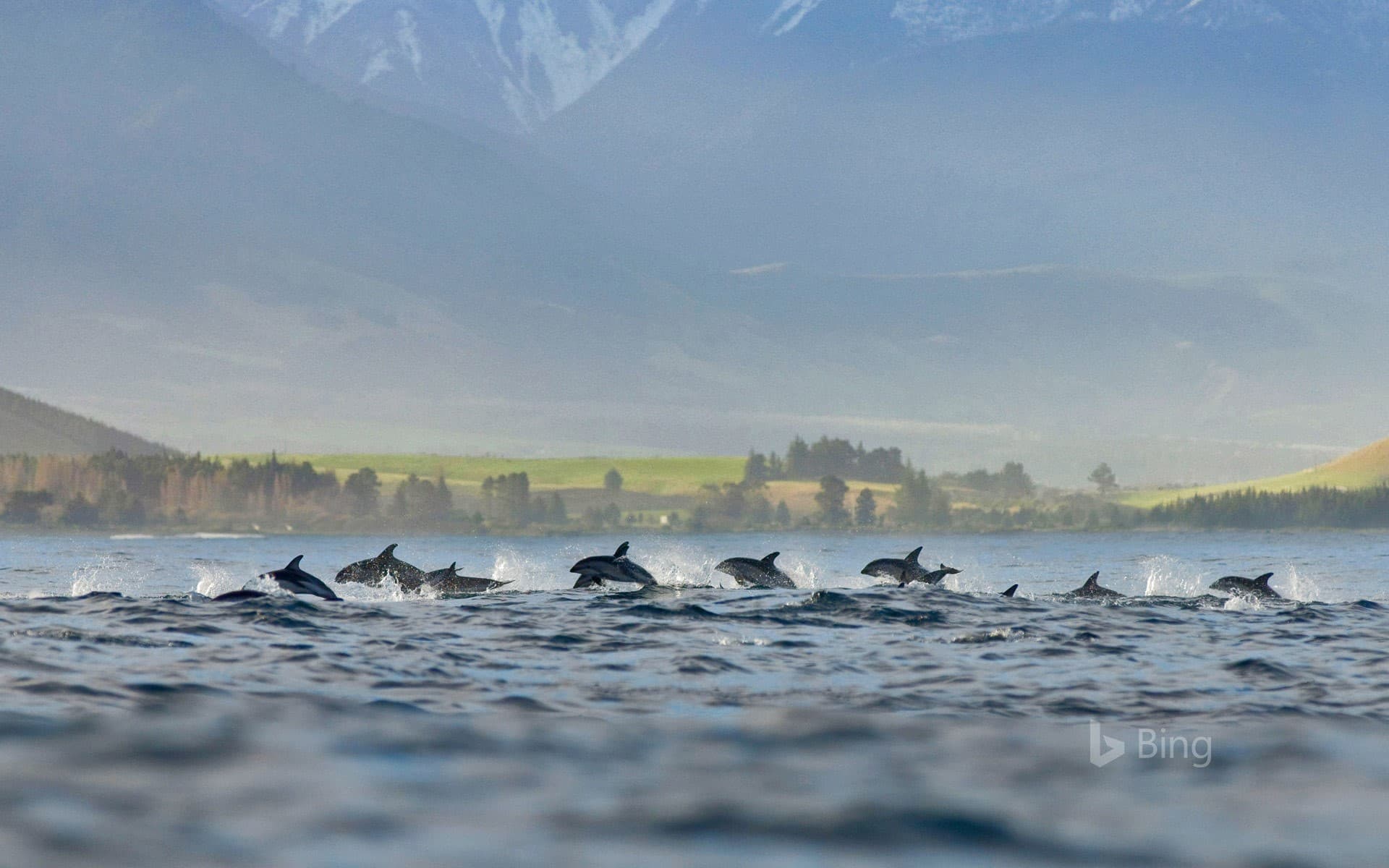 Bing Wallpaper: A pod of dusky dolphins at Kaikoura, New Zealand