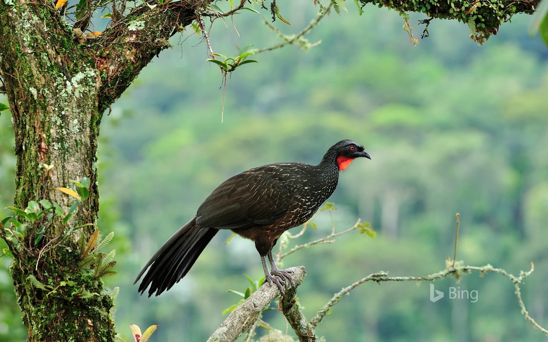 Bing Wallpaper: Dusky-legged guan (Penelope obscura) in the Atlantic Forest, Itatiaia National Park, Rio de Janeiro State, Brazil