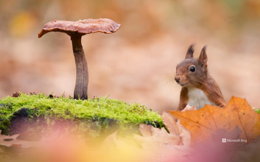 Eurasian red squirrel with toadstool