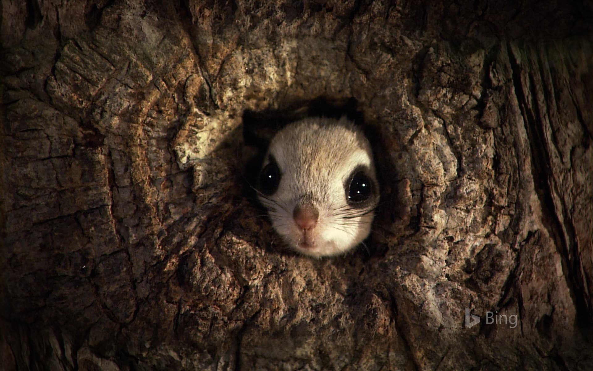 Bing Wallpaper: Japanese dwarf flying squirrel in Rishiri-Rebun-Sarobetsu National Park, Japan