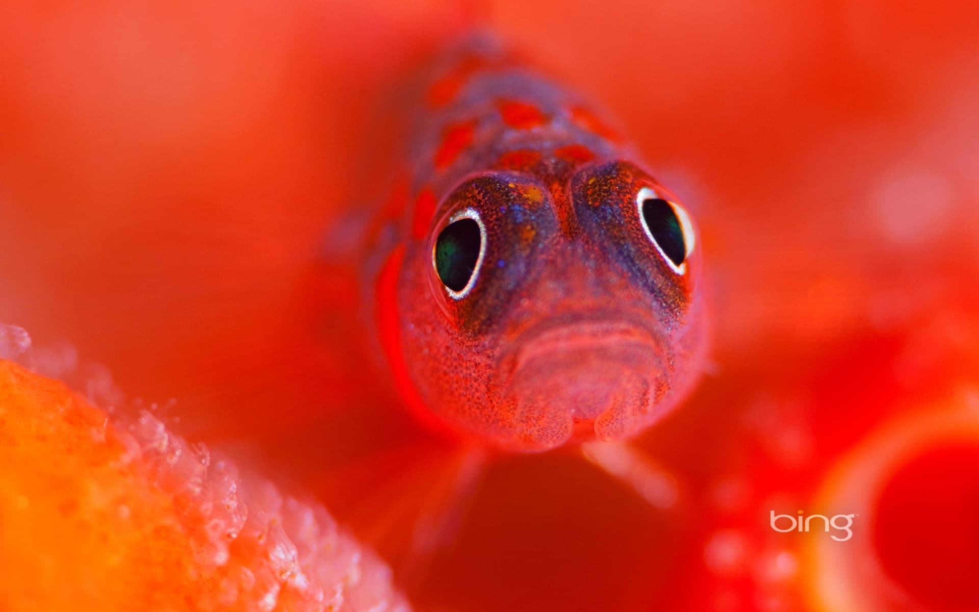 Bing Wallpaper: A flame goby guards her eggs in the Kaafu Atoll of the Maldives