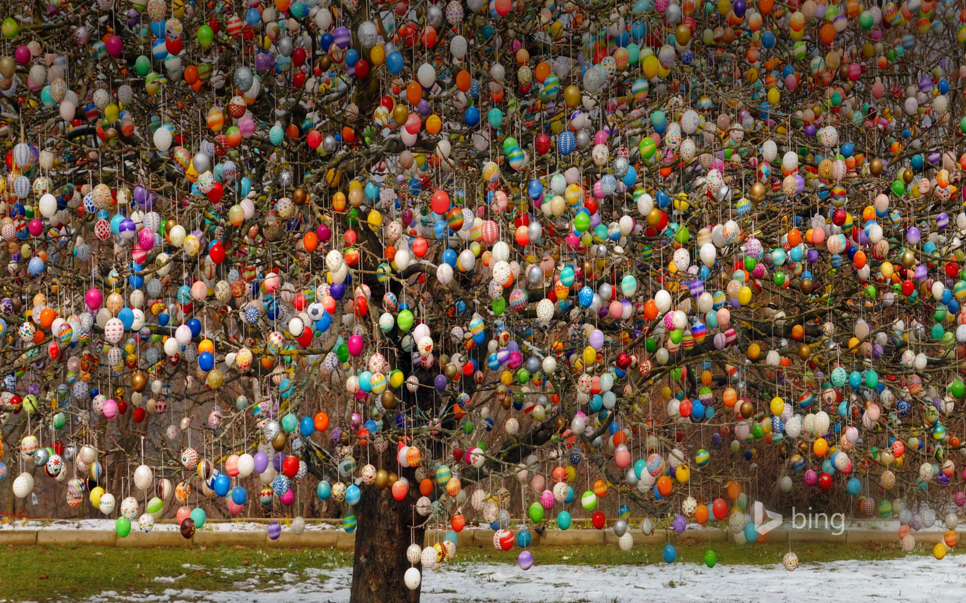 Bing Wallpaper: An osterbaum (Easter tree) in Saalfeld, Germany