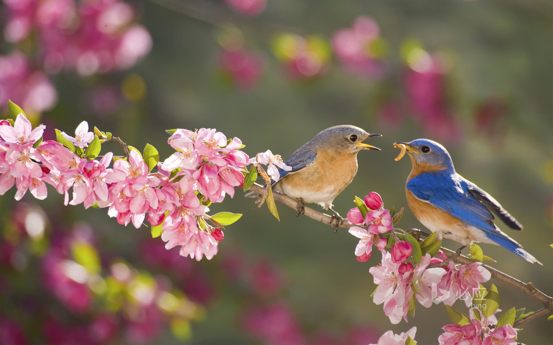 Bing Wallpaper: Eastern robin, male feeding female