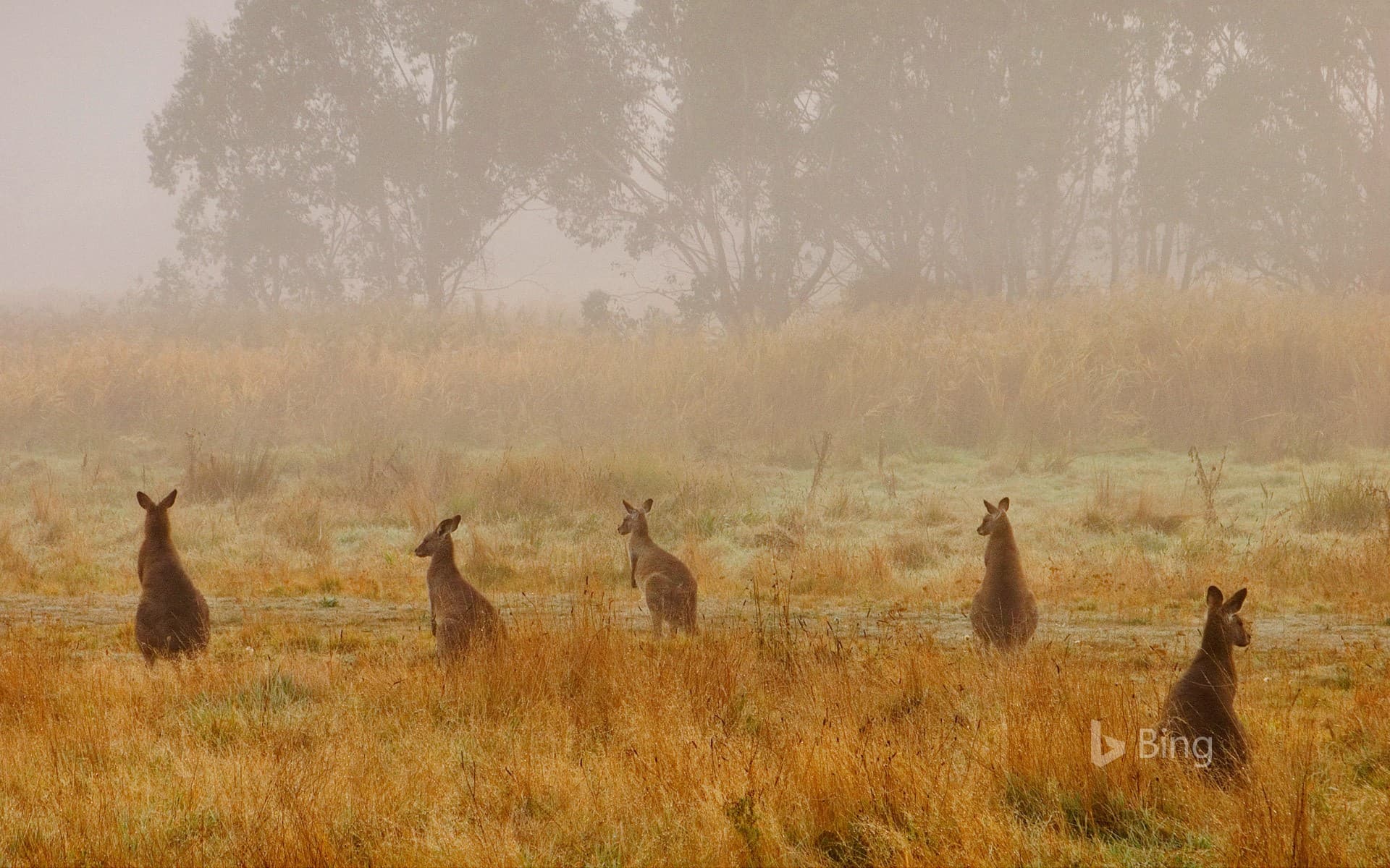 Bing Wallpaper: Eastern grey kangaroos in Australia’s Kosciuszko National Park