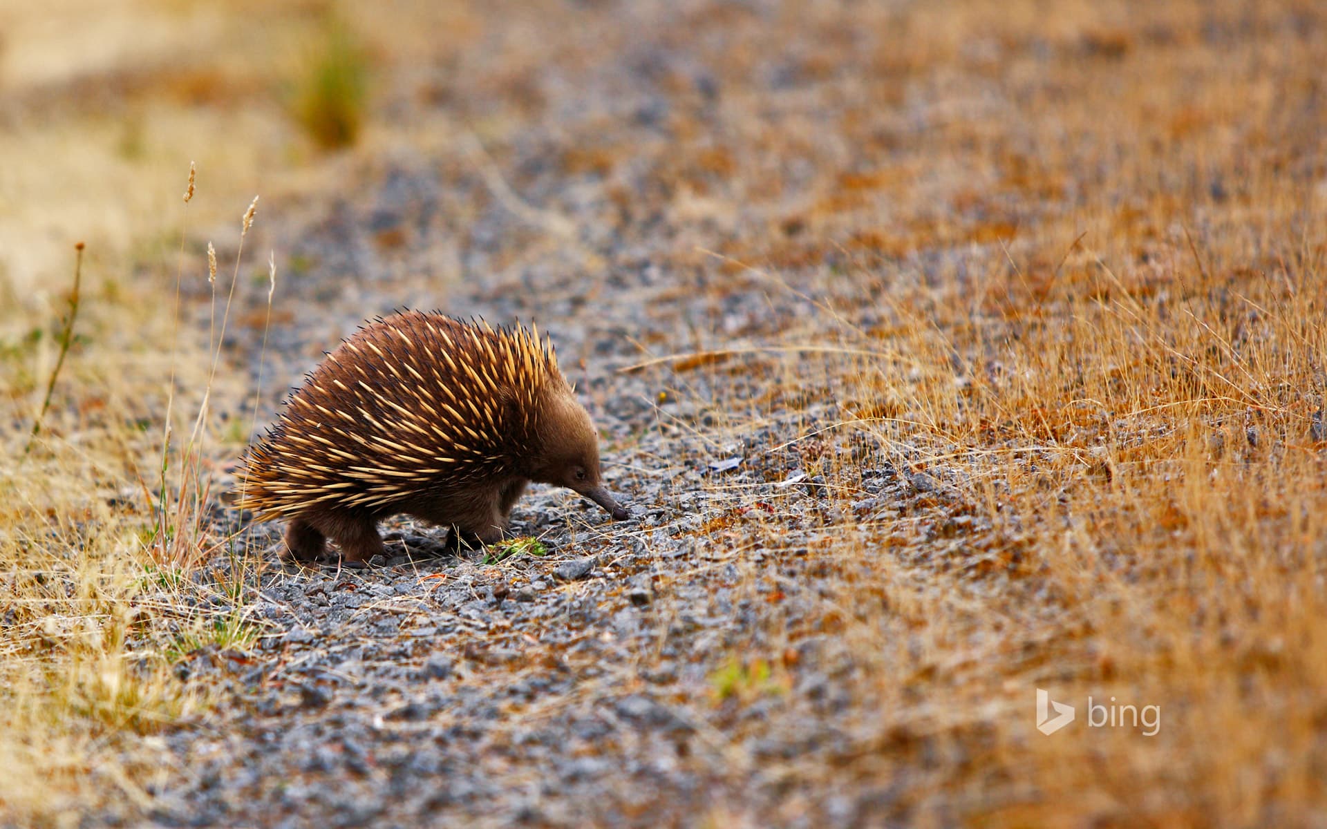 Bing Wallpaper: An echidna out and about