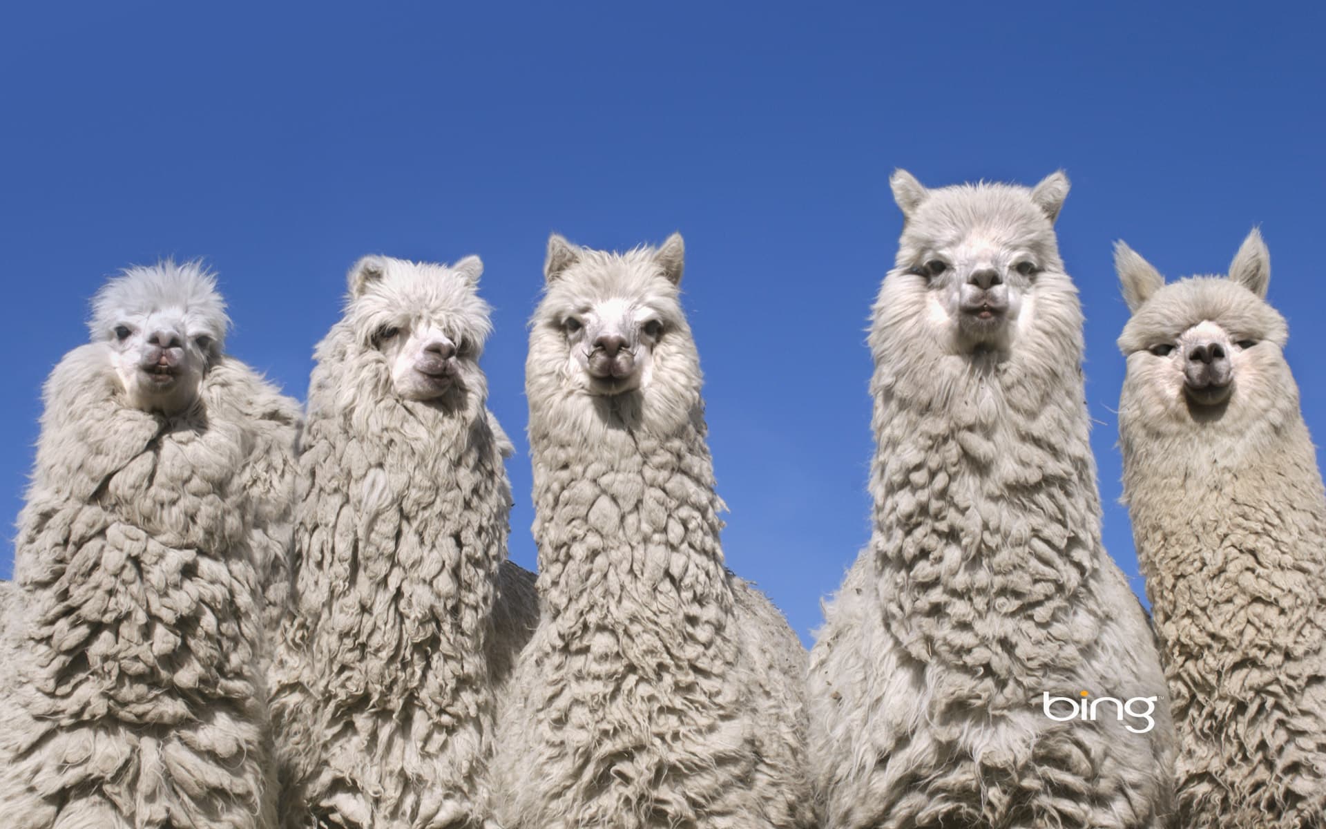 Bing Wallpaper: Alpacas near the base of Cotopaxi Volcano, Ecuador