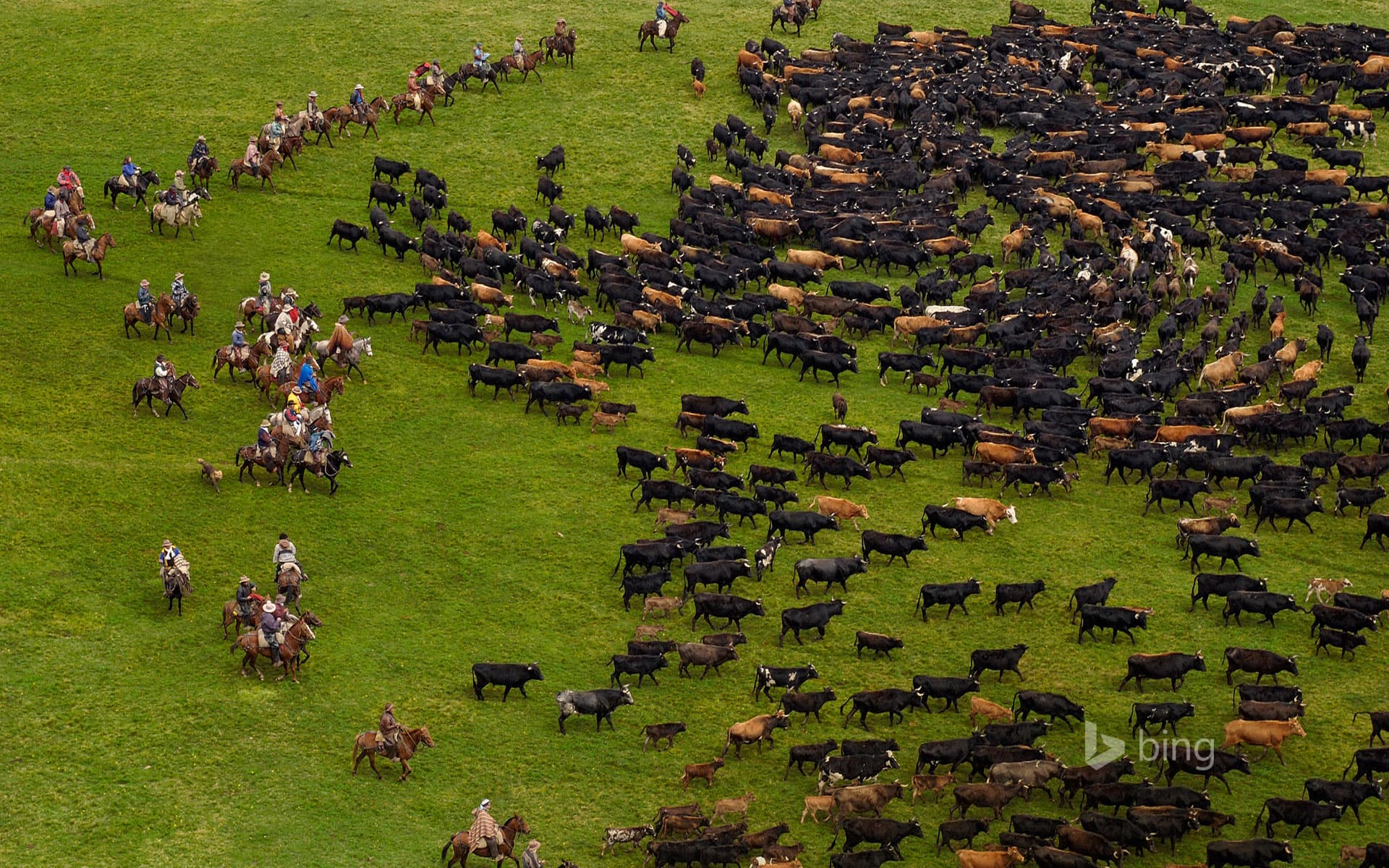 Bing Wallpaper: Cattle during an annual overnight round-up, Andes Mountains, Ecuador