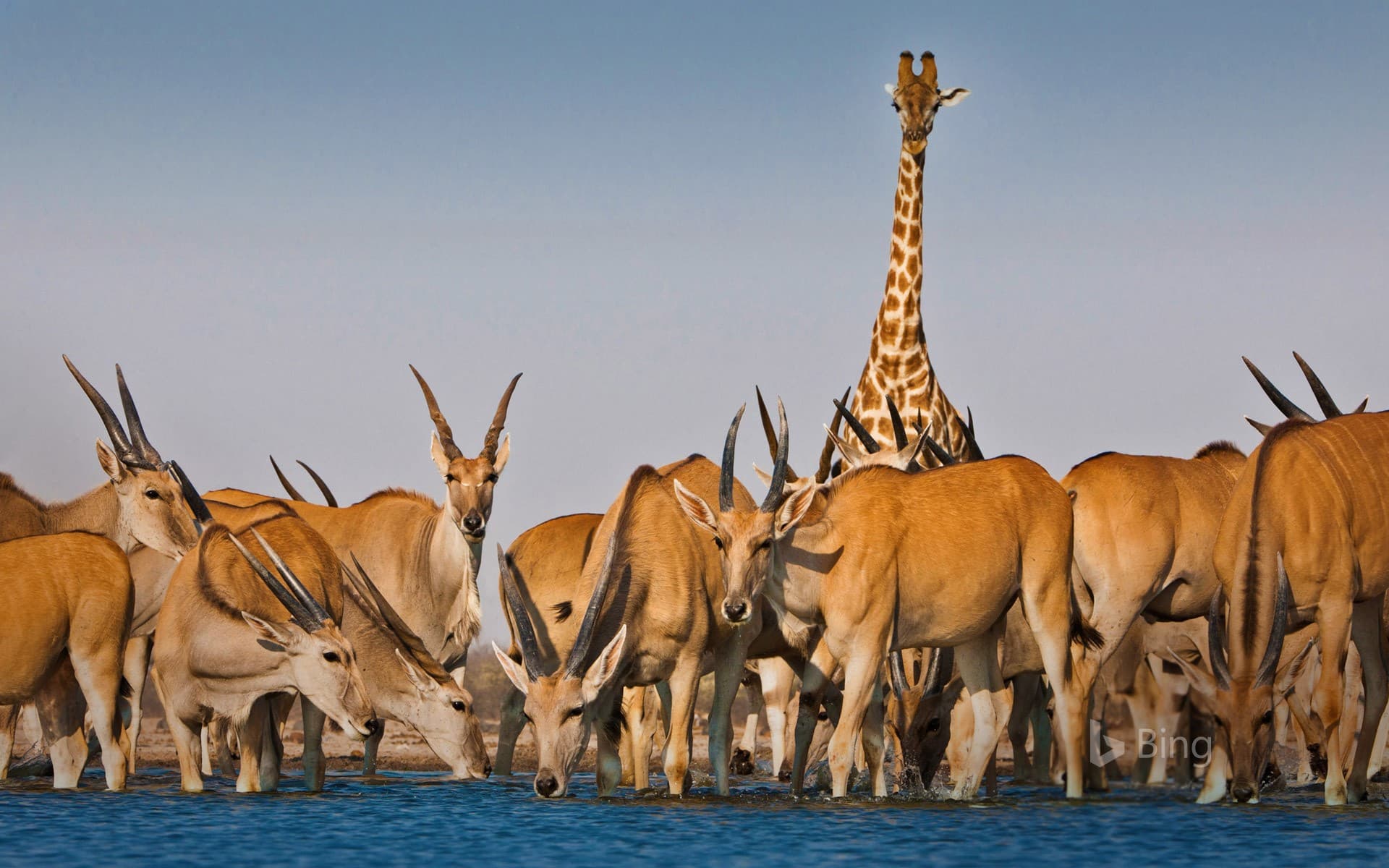 Bing Wallpaper: Eland antelope and giraffe at Etosha National Park, Namibia