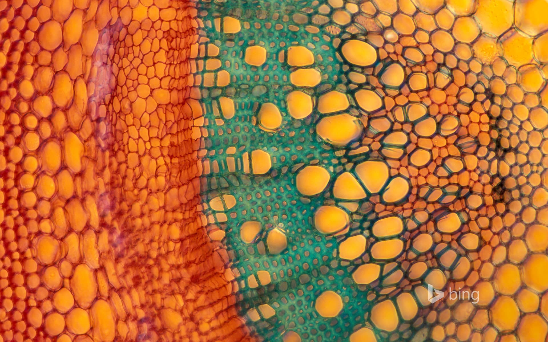 Bing Wallpaper: Elderberry stem cross section