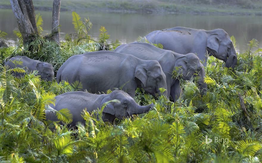 Asian elephant herd in Kaziranga National Park, Assam, India