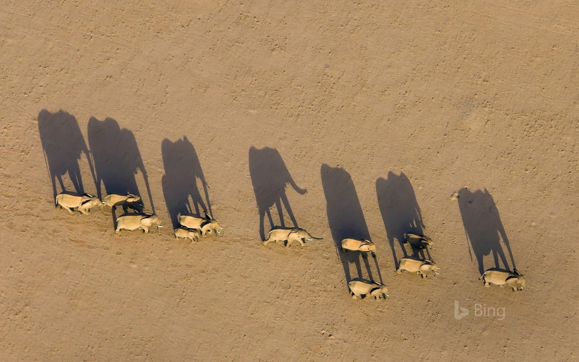 Bing Wallpaper: Elephant herd in Damaraland District, Namibia