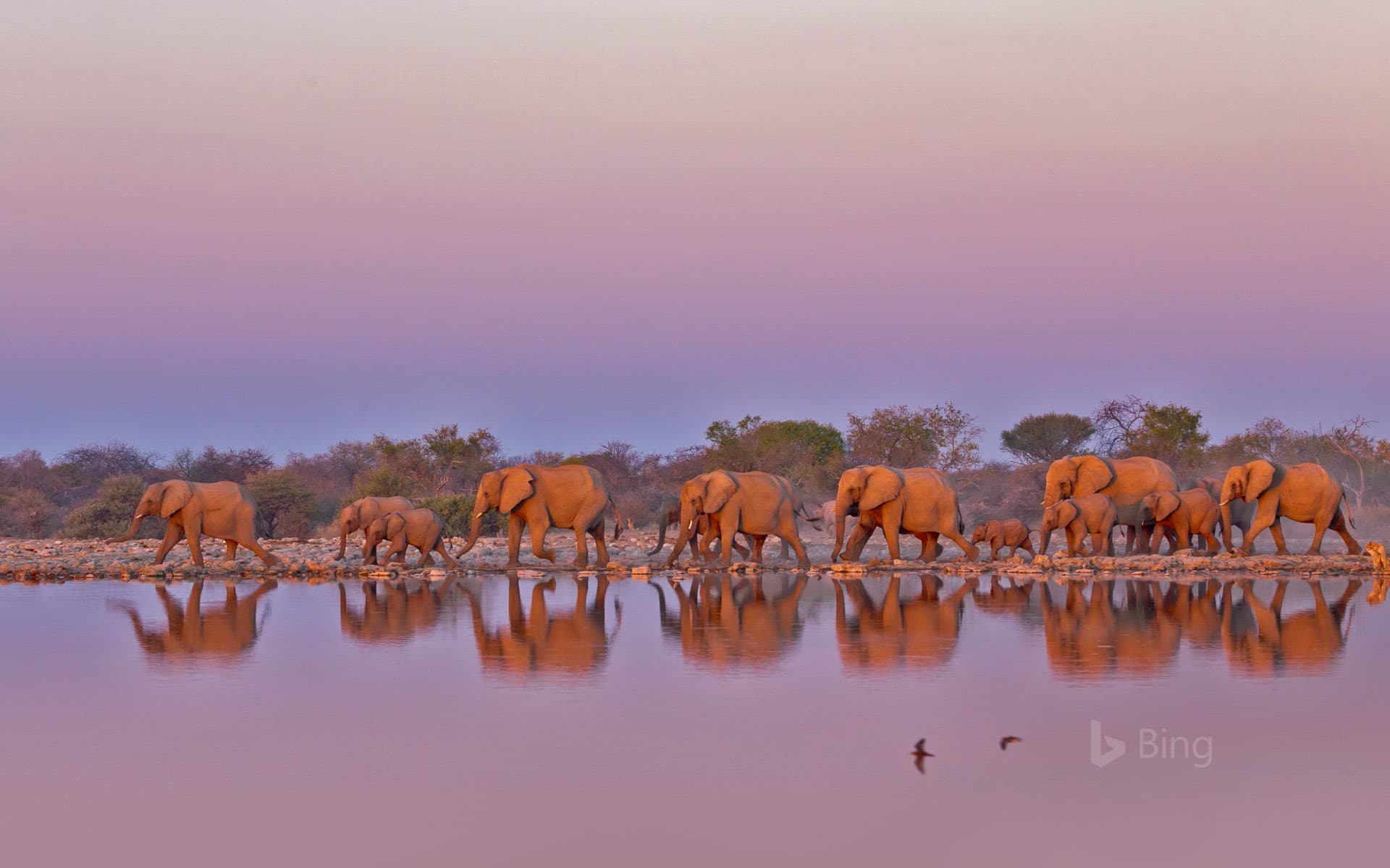 Bing Wallpaper: Elephants at Kruger National Park, South Africa