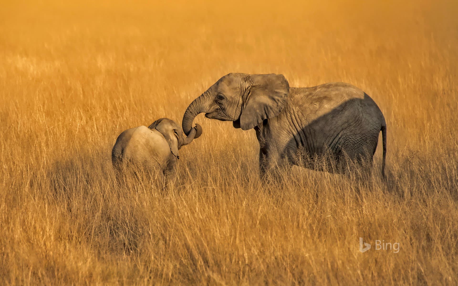 Bing Wallpaper: Baby and juvenile elephants in Amboseli National Park in Kenya