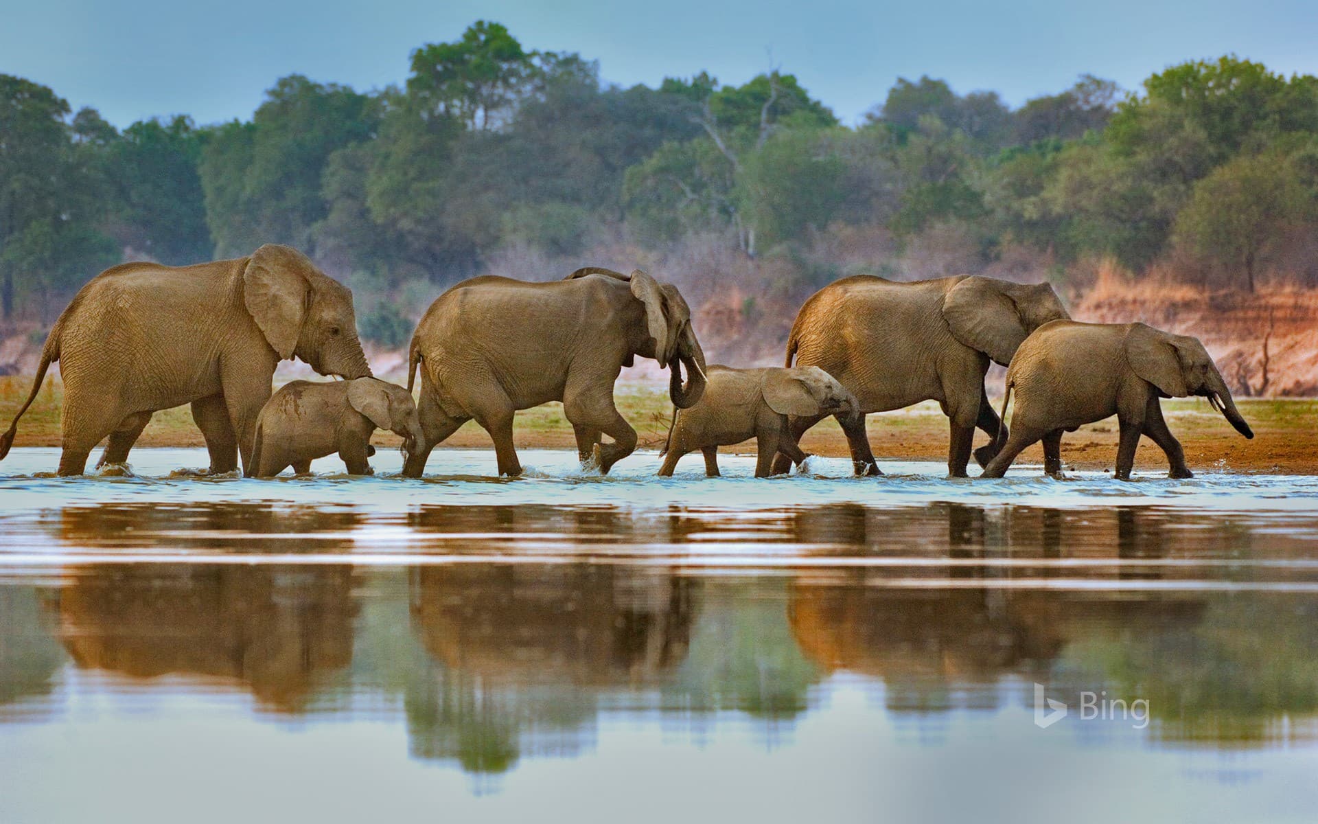 Bing Wallpaper: Elephants crossing Luangwa River, Zambia