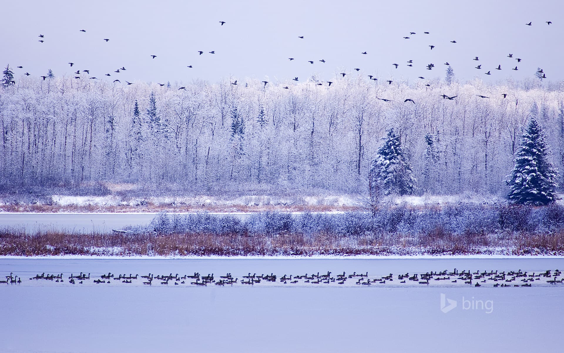 Bing Wallpaper: Canada geese fly though Elk Island National Park, Alberta, Canada