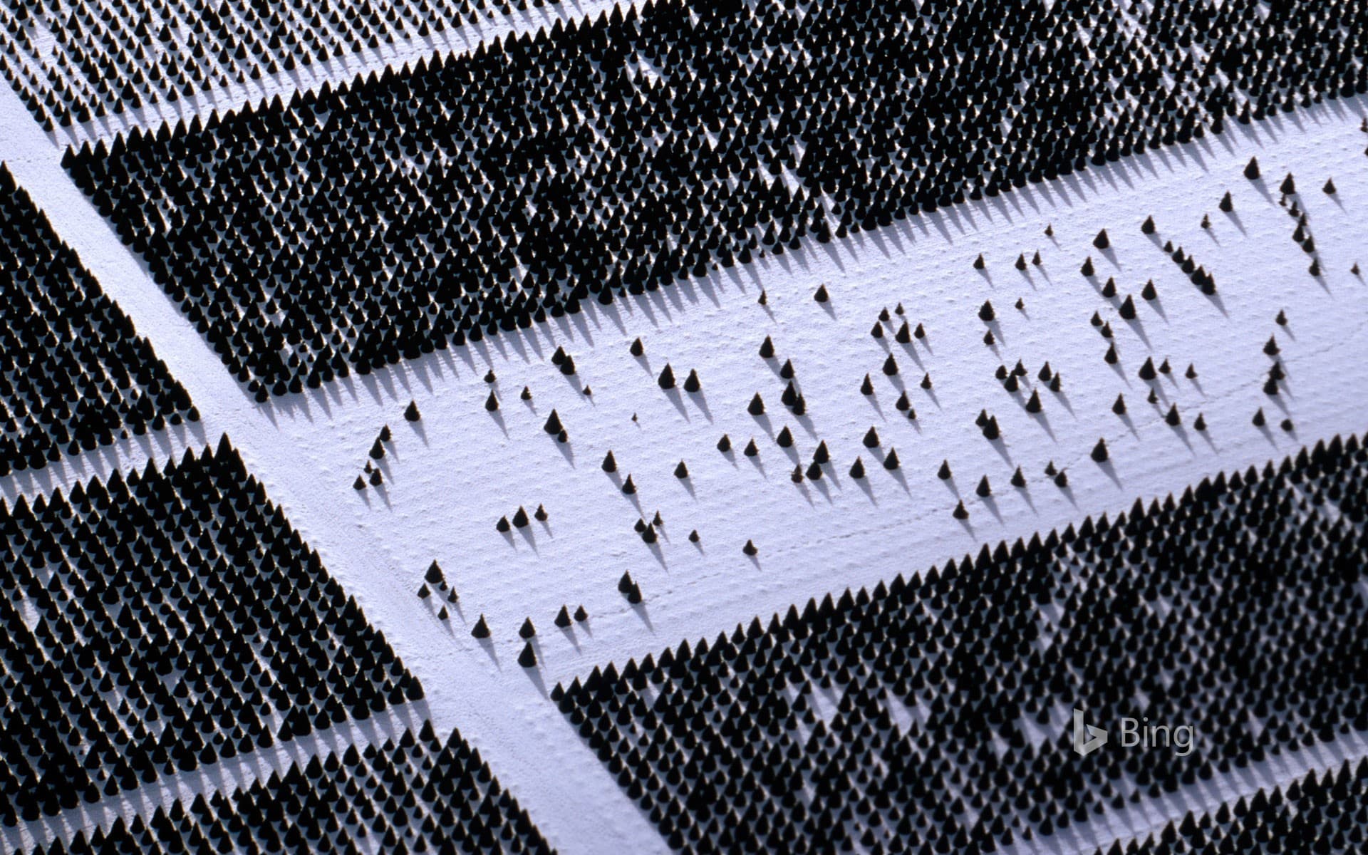 Bing Wallpaper: A tree farm near Elmira, Idaho