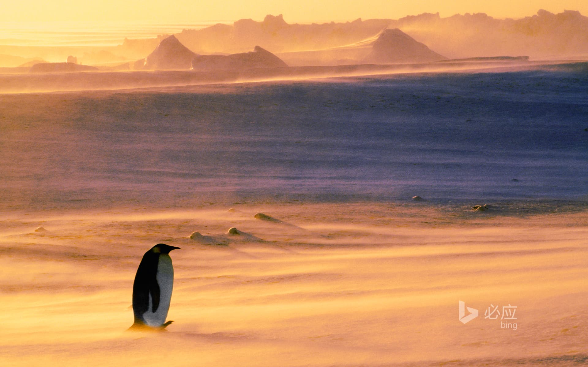 Bing Wallpaper: Emperor Penguins in a Blizzard, Weddell Sea, Antarctica