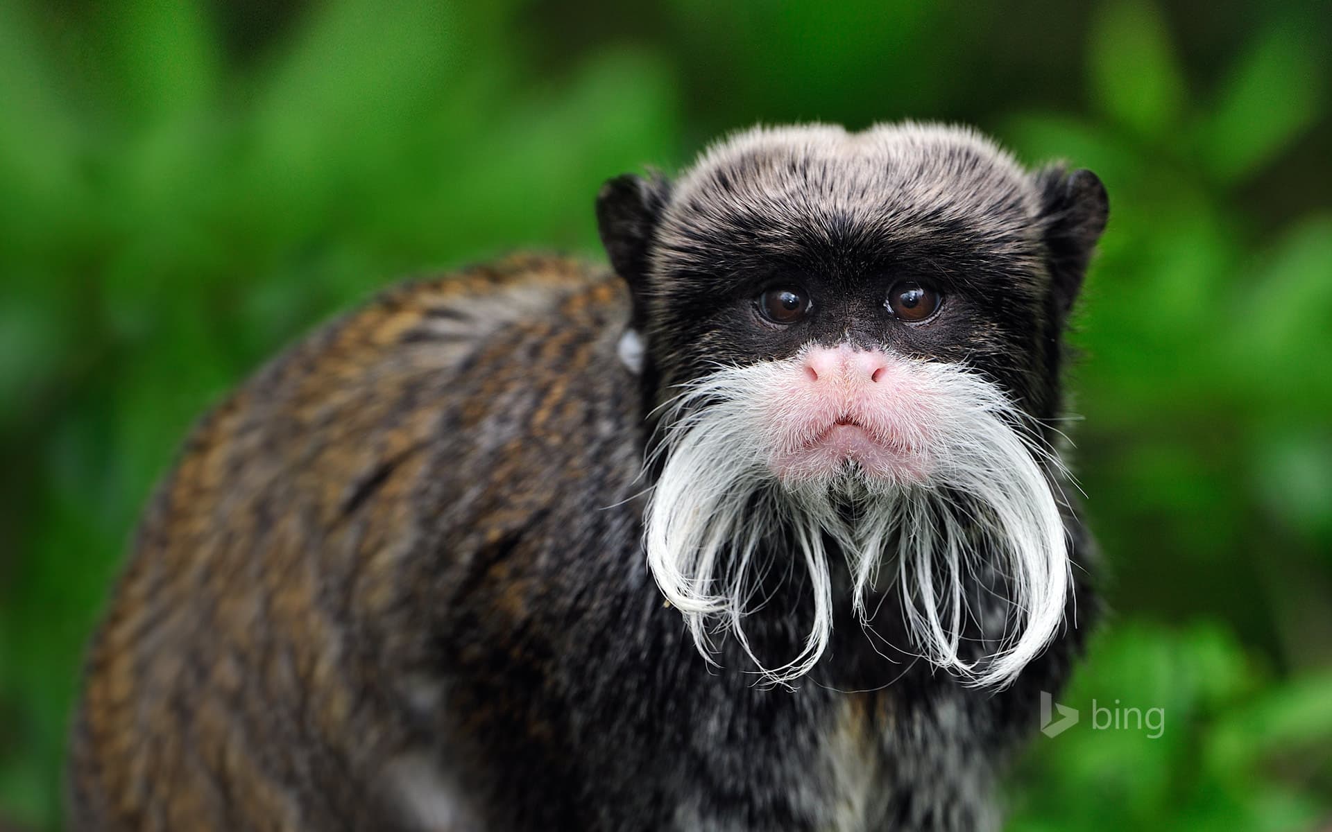 Bing Wallpaper: Emperor tamarin monkey in Manu National Park, Peru