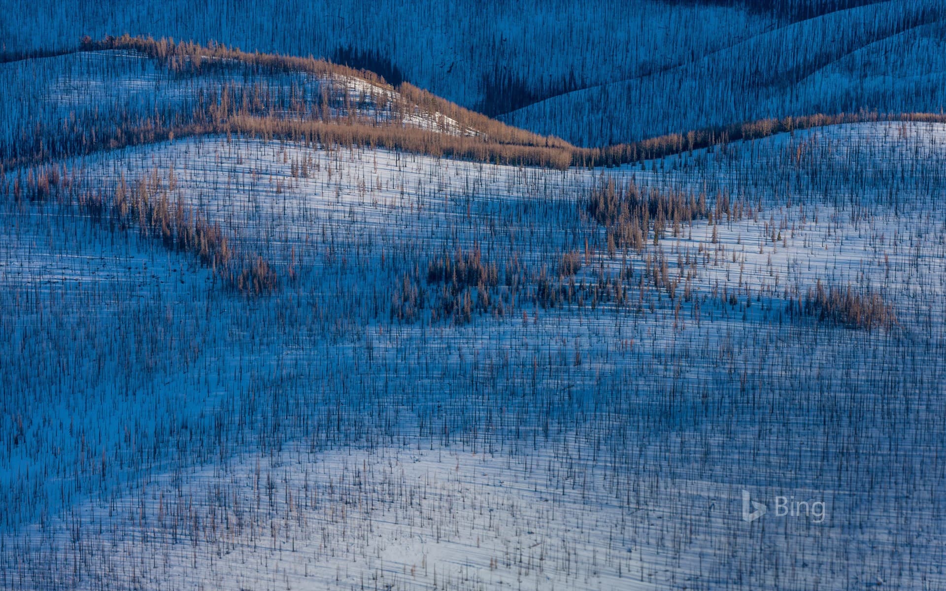 Bing Wallpaper: Fire-damaged forest near Wolf Creek Pass, Colorado