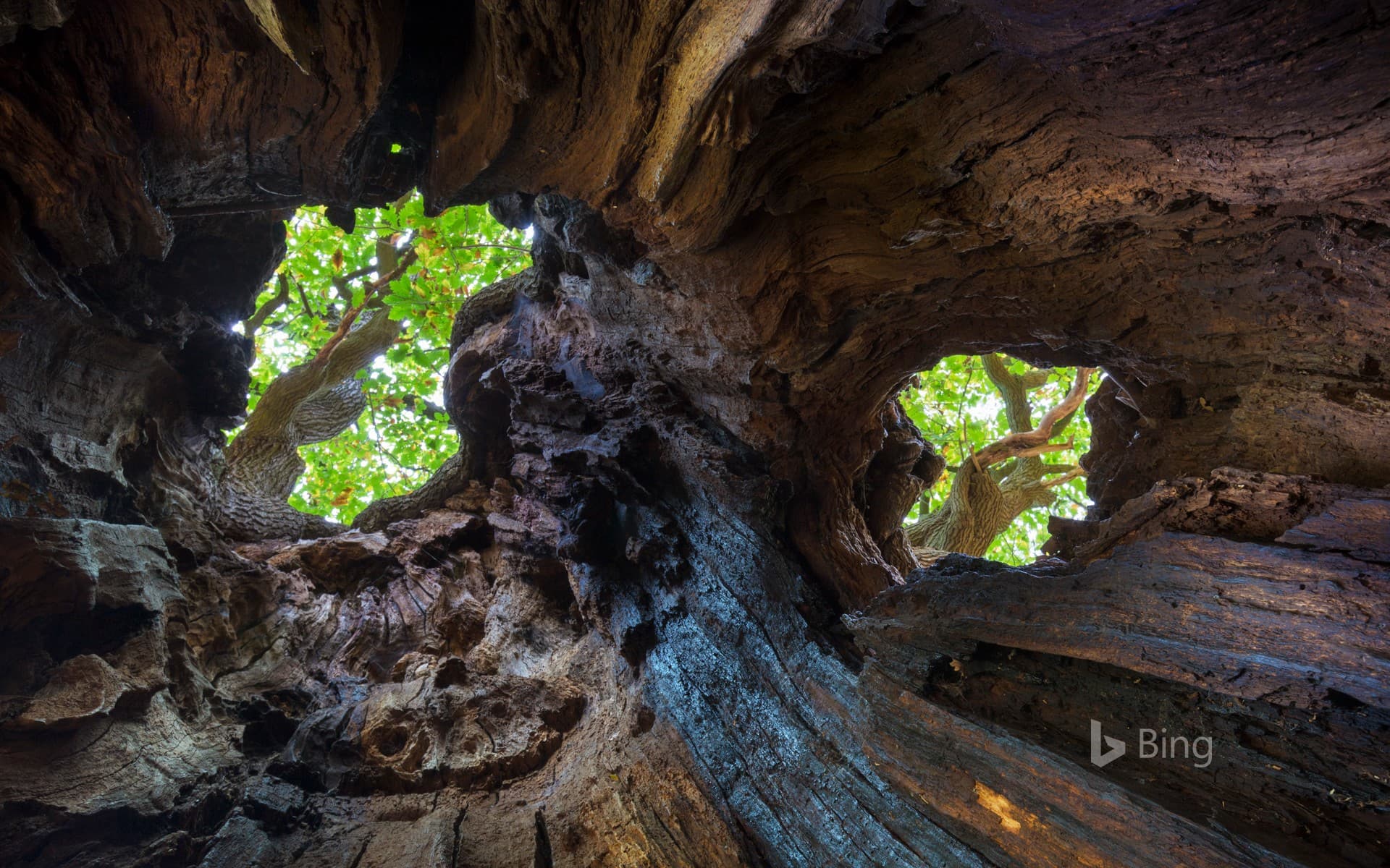 Bing Wallpaper: View up to the canopy through holes in an old English oak, Sherwood Forest, Nottinghamshire