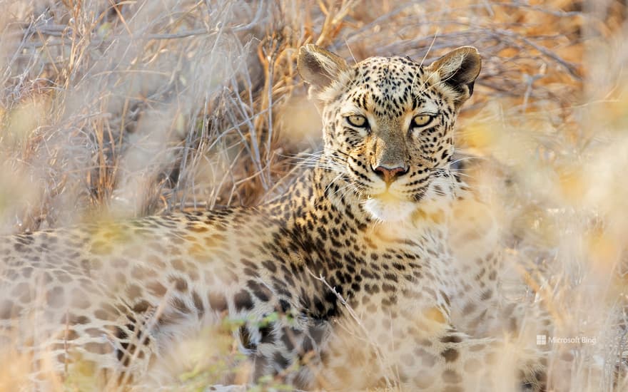 Bing Wallpaper: Leopard at Etosha National Park, Namibia