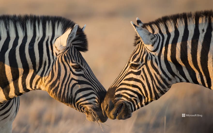 Bing Wallpaper: Plains zebras, Etosha National Park, Namibia
