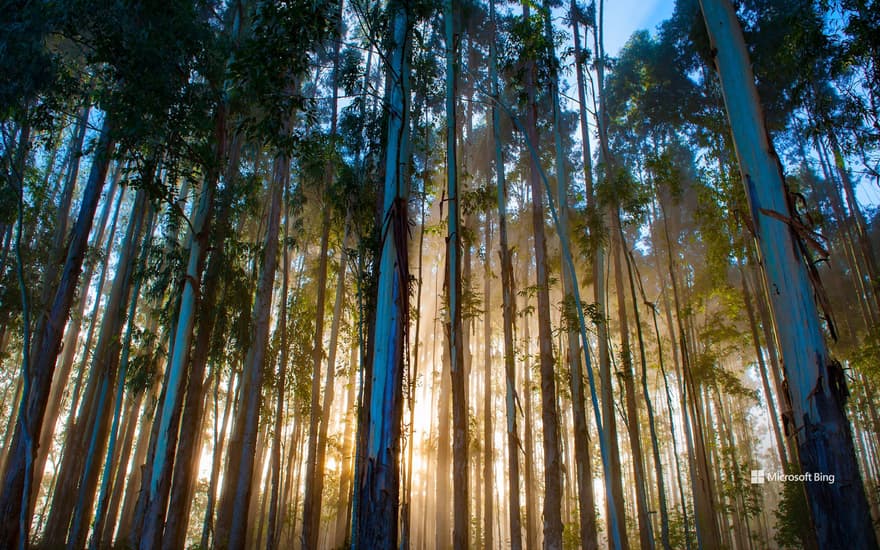 Eucalyptus forest, Urubici, Santa Catarina, Brazil