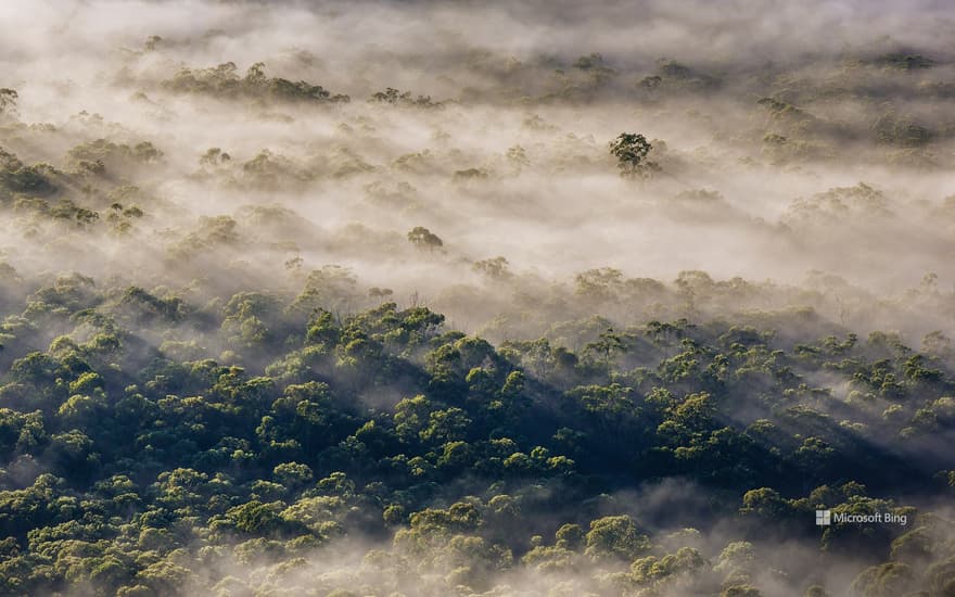 Eucalyptus trees, Megalong Valley, Blue Mountains National Park, NSW, Australia